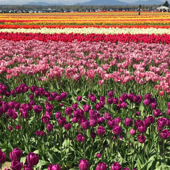 Meet your Posher, Samantha - Picture 1 of 1